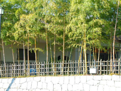 Bambous dans le musée du koi