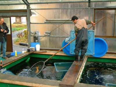 La pêche des koi chez Otsuka