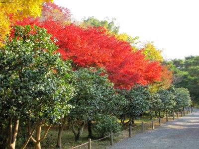 Le jardin de Ninomaru