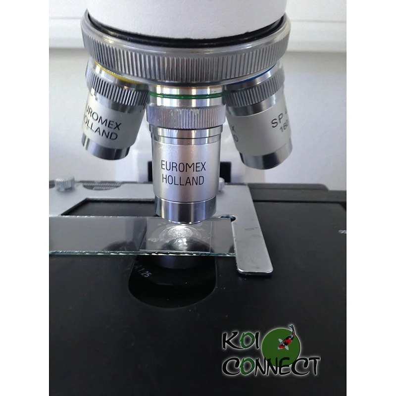Microscope Microblue objectifs
