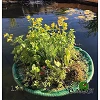 ile flottante ronde pour bassin à koi plantée avec des plantes carnivores