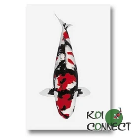 Autocollant Koi Showa grand