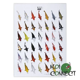Koi poster 2 : Format A4