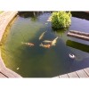 Bio-Teichdesinfekt - Désinfection biologique du bassin bassin
